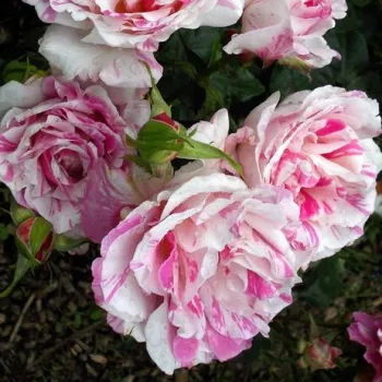 Bílá s růžovými proužky - stromkové růže - Stromkové růže, květy kvetou ve skupinkách