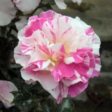 Virágágyi floribunda rózsa - intenzív illatú rózsa - szegfűszeg aromájú - fehér - rózsaszín - Rosa Berlingot™ - Online rózsa vásárlás