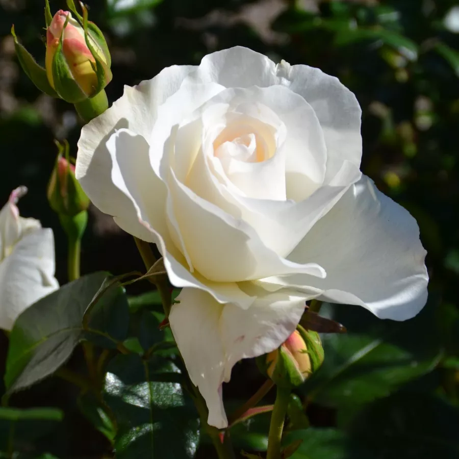Bela - Roza - Grand Nord - vrtnice - proizvodnja in spletna prodaja sadik