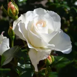 Bela - vrtnice čajevke - diskreten vonj vrtnice - aroma janeža - Rosa Grand Nord - vrtnice - proizvodnja in spletna prodaja sadik