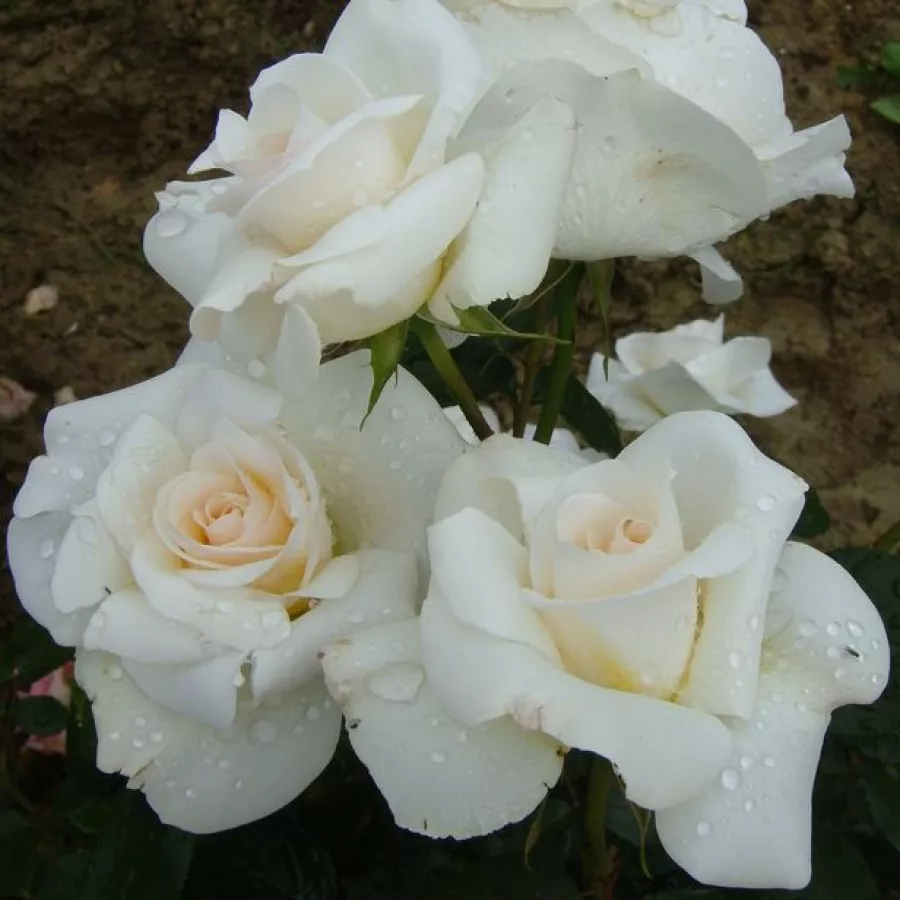 Teahibrid rózsa - Rózsa - Grand Nord - kertészeti webáruház