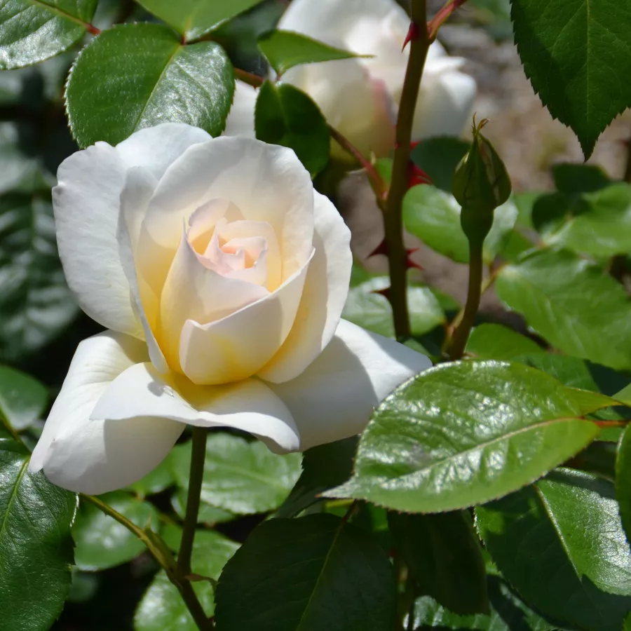 Fehér - Rózsa - Grand Nord - online rózsa vásárlás