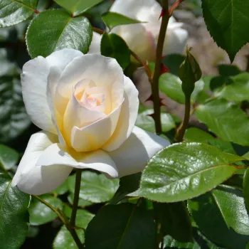 Rosa Grand Nord - blanco - rosales híbridos de té