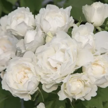Blanco - rosales híbridos de té - rosa de fragancia discreta - anís