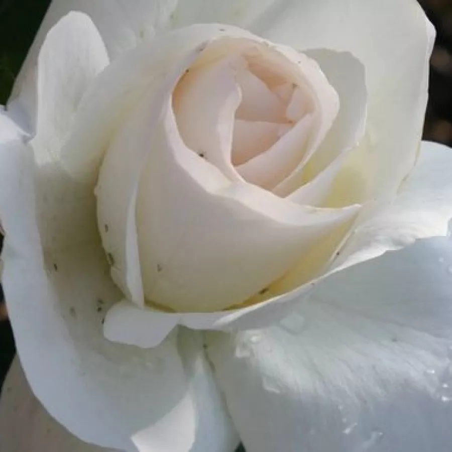 Csúcsos - Rózsa - Grand Nord - online rózsa vásárlás