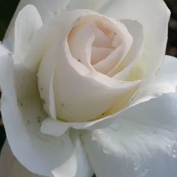 Web trgovina ruža - hibridna čajevka - ruža diskretnog mirisa - aroma anisa - Grand Nord - bijela - (80-100 cm)