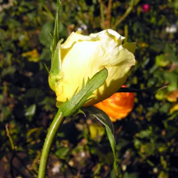 EPI D'OR – sárga teahibrid rózsa - Delbard