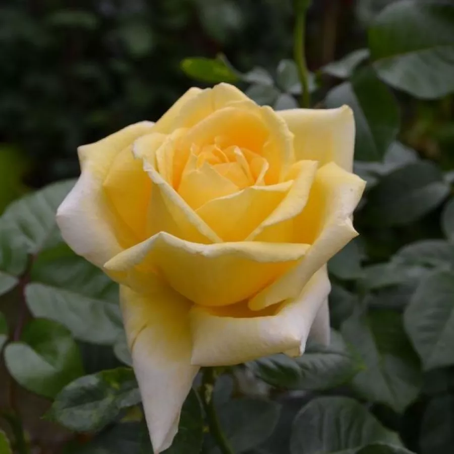 žuta - Ruža - Epi d'Or - naručivanje i isporuka ruža