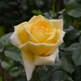 Hibridna čajevka - ruža diskretnog mirisa - aroma jagode - sadnice ruža - proizvodnja i prodaja sadnica - Rosa Epi d'Or - žuta