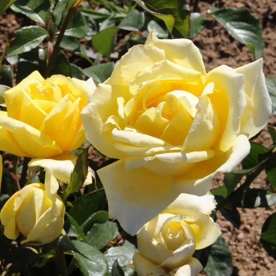 Hibridna čajevka - Ruža - Epi d'Or - sadnice ruža - proizvodnja i prodaja sadnica
