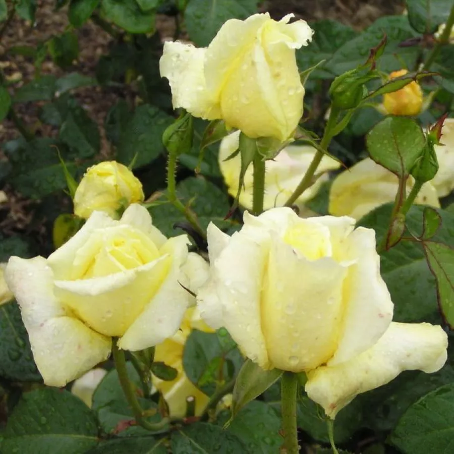 Pojedyncze - Róża - Epi d'Or - sadzonki róż sklep internetowy - online