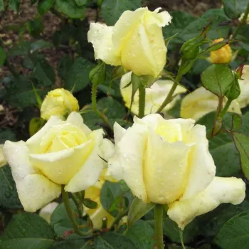 Sárga - teahibrid rózsa - diszkrét illatú rózsa - eper aromájú