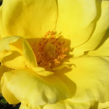 Rózsák webáruháza. - sárga - Epi d'Or - teahibrid rózsa - diszkrét illatú rózsa - eper aromájú - (60-80 cm)