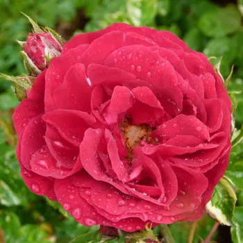 ILE ROUGE – sötétpiros virágágyi floribunda rózsa - Delbard