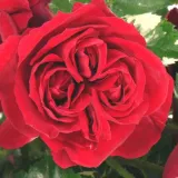 Rojo - rosales grandifloras floribundas - rosa de fragancia discreta - manzana - Rosa Ile Rouge - comprar rosales online