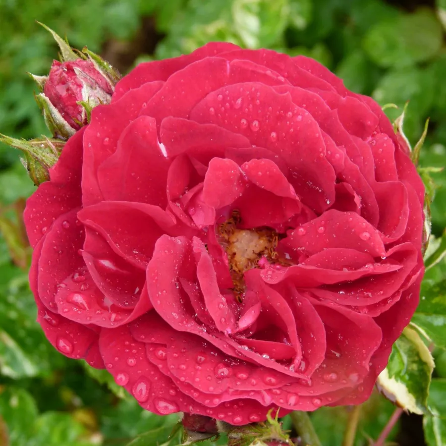 Róża o dyskretnym zapachu - Róża - Ile Rouge - róże sklep internetowy