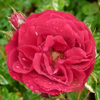 Rosa Ile Rouge - rdeča - vrtnica grandiflora - floribunda za cvetlično gredo