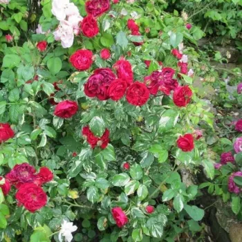 Vörös - virágágyi grandiflora - floribunda rózsa - diszkrét illatú rózsa - alma aromájú