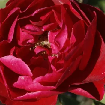 Rosen Online Gärtnerei - dunkelrot - beetrose grandiflora – floribundarose - rose mit diskretem duft - apfelaroma - Ile Rouge - (120-150 cm)