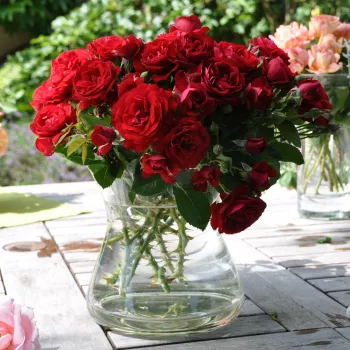Sötét, telt piros tónus, magas színtelítettséggel. - virágágyi floribunda rózsa - nagyon gyenge, alig érezhető illatú rózsa - illatjellemzés nem áll rendelkezésre