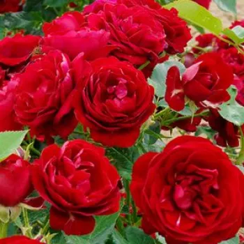 Online rózsa vásárlás - piros - nagyon gyenge, alig érezhető illatú rózsa - Delmillon - virágágyi floribunda rózsa - (70-95 cm)