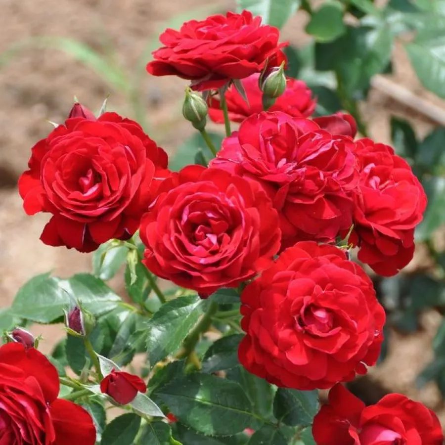 Rdeča - Roza - Delmillon - vrtnice - proizvodnja in spletna prodaja sadik