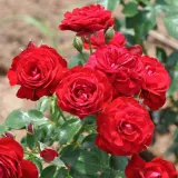 Virágágyi polianta rózsa - diszkrét illatú rózsa - gyöngyvirág aromájú - kertészeti webáruház - Rosa Delmillon - vörös