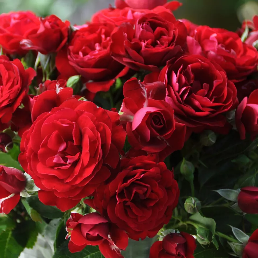 Virágágyi polianta rózsa - Rózsa - Delmillon - kertészeti webáruház
