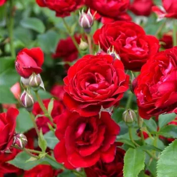 Rosa Delmillon - vörös - virágágyi polianta rózsa