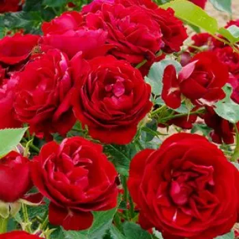 Online rózsa vásárlás - vörös - Delmillon - virágágyi polianta rózsa - diszkrét illatú rózsa - gyöngyvirág aromájú - (50-80 cm)