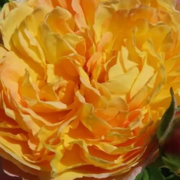 Online rózsa kertészet - sárga - teahibrid rózsa - Belle de Jour - diszkrét illatú rózsa - kajszibarack aromájú - (90-120 cm)