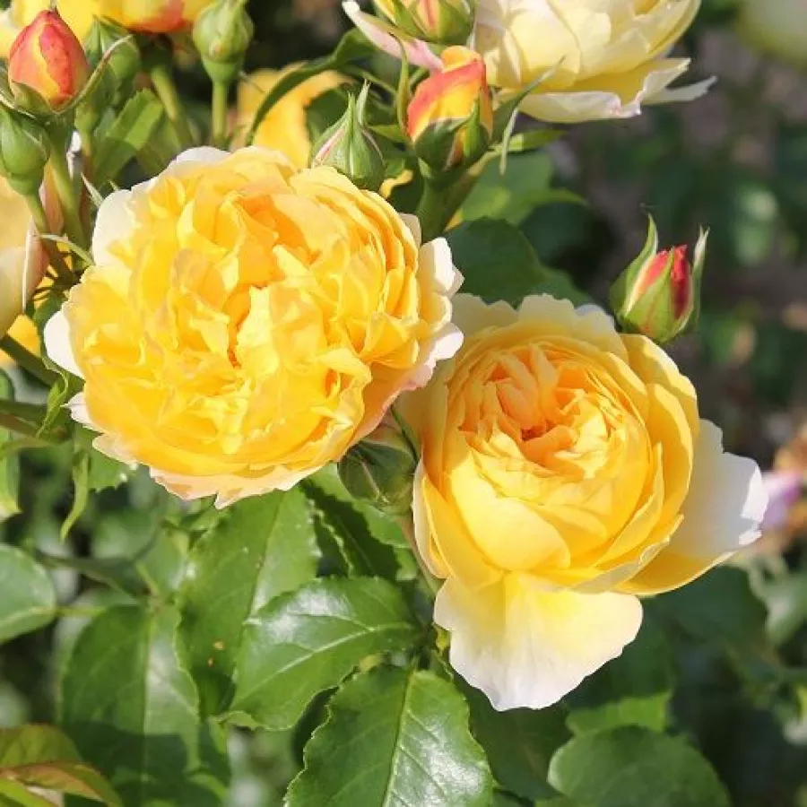 Vrtnice čajevke - Roza - Belle de Lyra - vrtnice - proizvodnja in spletna prodaja sadik