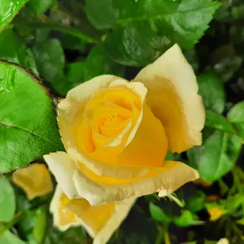 Rosa Belle de Jour - amarillo - rosales híbridos de té
