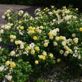 Žuta - hibridna čajevka - ruža diskretnog mirisa - aroma marelice