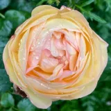 Rosales híbridos de té - amarillo - Rosa Belle de Jour - rosa de fragancia discreta - albaricoque