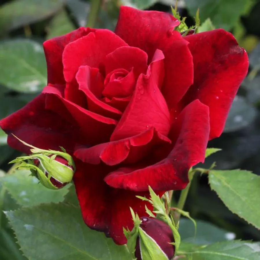 Rojo - Rosa - Château D´Amboise - comprar rosales online