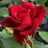 Vörös - Rosa Château D´Amboise - teahibrid rózsa - online rózsa vásárlás - diszkrét illatú rózsa - méz aromájú