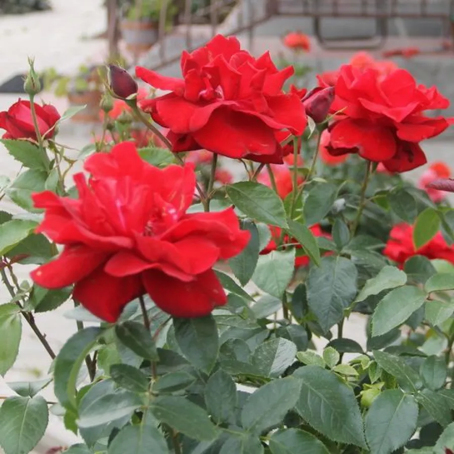 Hibridna čajevka - Ruža - Château D´Amboise - sadnice ruža - proizvodnja i prodaja sadnica