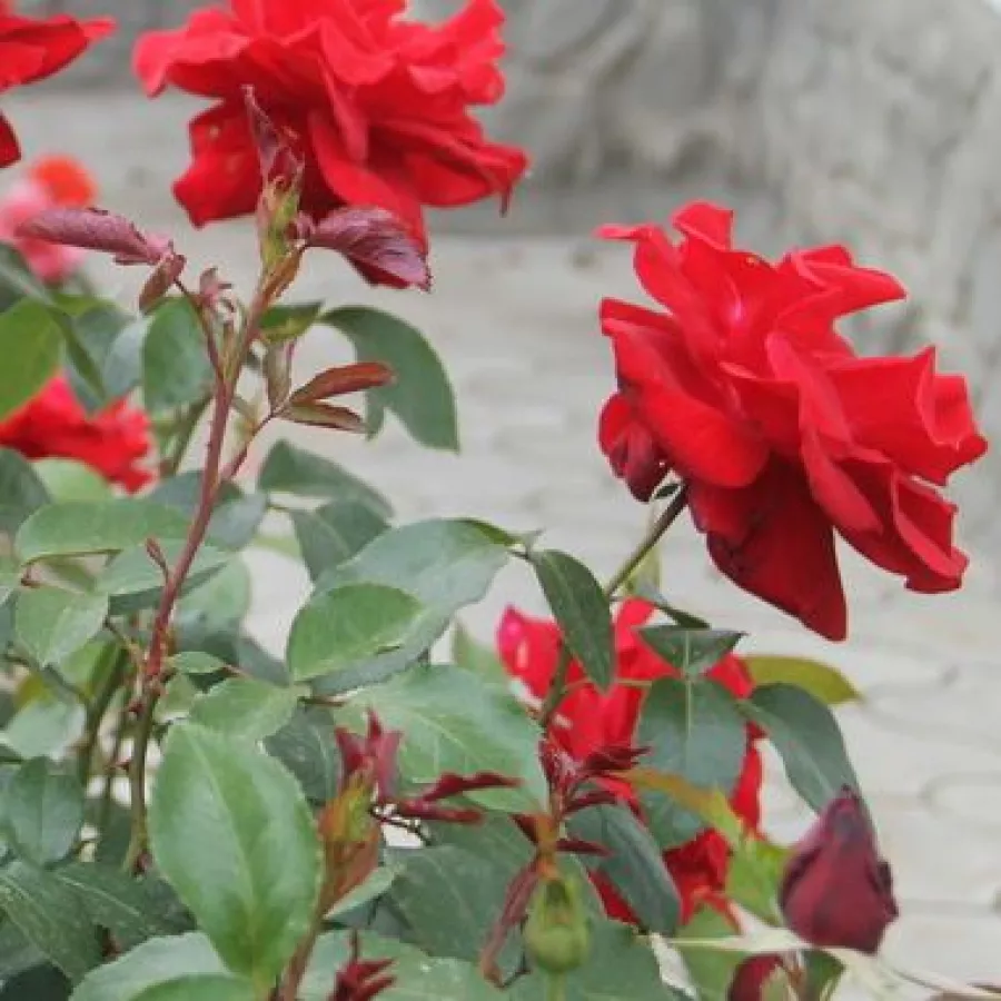 Ruža diskretnog mirisa - Ruža - Château D´Amboise - naručivanje i isporuka ruža