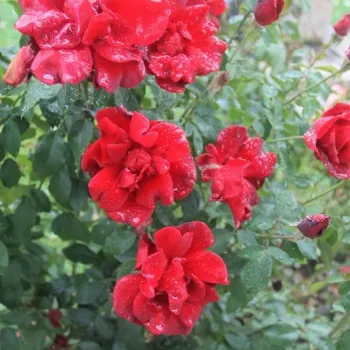 Dunkelrot - edelrosen - teehybriden - rose mit diskretem duft - honigaroma