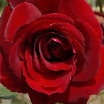 Rosenbestellung online - edelrosen - teehybriden - Château D´Amboise - dunkelrot - rose mit diskretem duft - honigaroma - (80-100 cm)