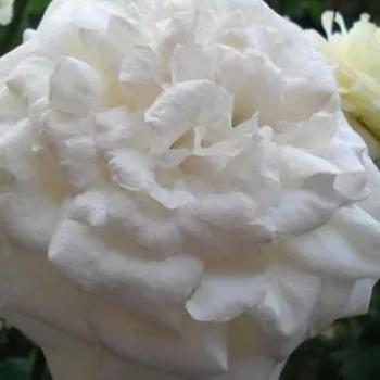 Rózsa rendelés online - fehér - virágágyi floribunda rózsa - Clos Fleuri Blanc - diszkrét illatú rózsa - méz aromájú - (80-150 cm)