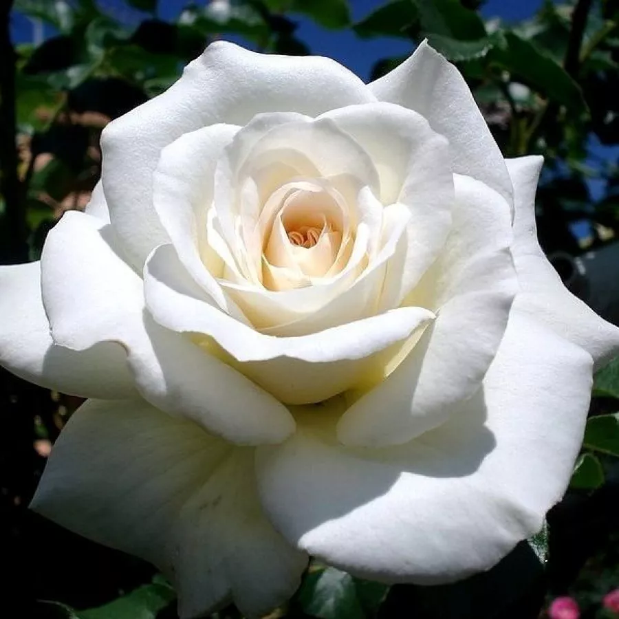Virágágyi floribunda rózsa - Rózsa - Clos Fleuri Blanc - Online rózsa rendelés