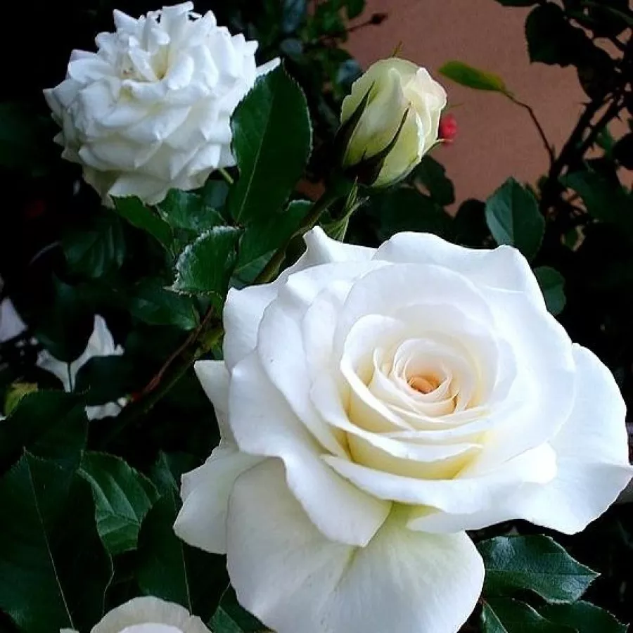 Vrtnica floribunda za cvetlično gredo - Roza - Clos Fleuri Blanc - vrtnice online