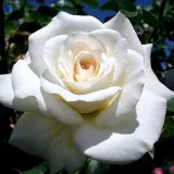 Virágágyi floribunda rózsa - fehér - Online rózsa rendelés - Rosa Clos Fleuri Blanc - diszkrét illatú rózsa - méz aromájú