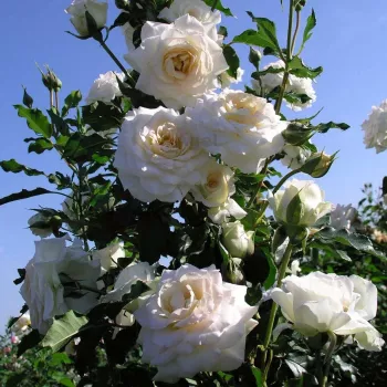 Rosa Clos Fleuri Blanc - fehér - virágágyi floribunda rózsa