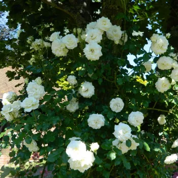 Fehér - virágágyi floribunda rózsa - diszkrét illatú rózsa - méz aromájú