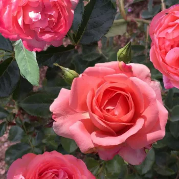 EPSILON – rózsaszín virágágyi floribunda rózsa - pharmaROSA®