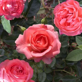 Telt korall rózsaszín árnyalat enyhe málnás tónussal. - virágágyi floribunda rózsa - közepes erősségű, jól érezhető illatú rózsa - friss, gyümölcsös-teás aromájú