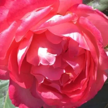Rózsa rendelés online - rózsaszín - közepes erősségű, jól érezhető illatú rózsa - Epsilon - virágágyi floribunda rózsa - (85-115 cm)